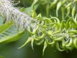 Salix myrsinifolia