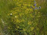 Bupleurum falcatum. Цветущее растение в ассоциации с Convolvulus arvensis (белые цветки) и Eryngium planum (синеватые соцветия). Украина, Киевская обл., Ставищенский р-н, с. Снежки, долина р. Гнилой Тикич, луговая степь. 12.07.2017.