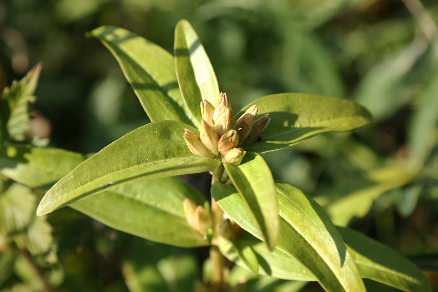 Image of Gentiana cruciata specimen.