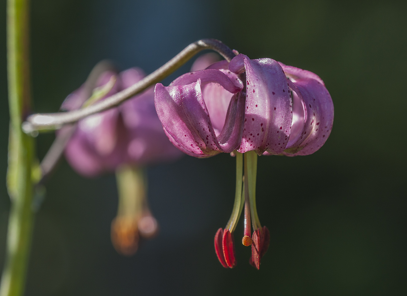 Изображение особи Lilium pilosiusculum.