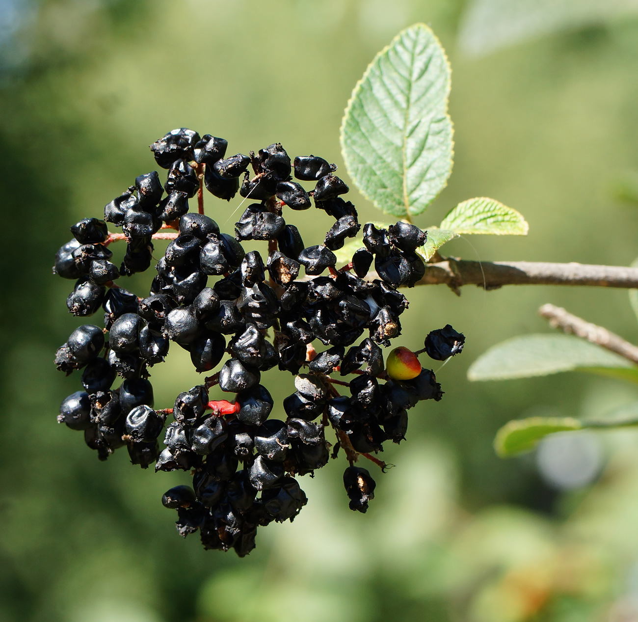 Изображение особи Viburnum lantana.