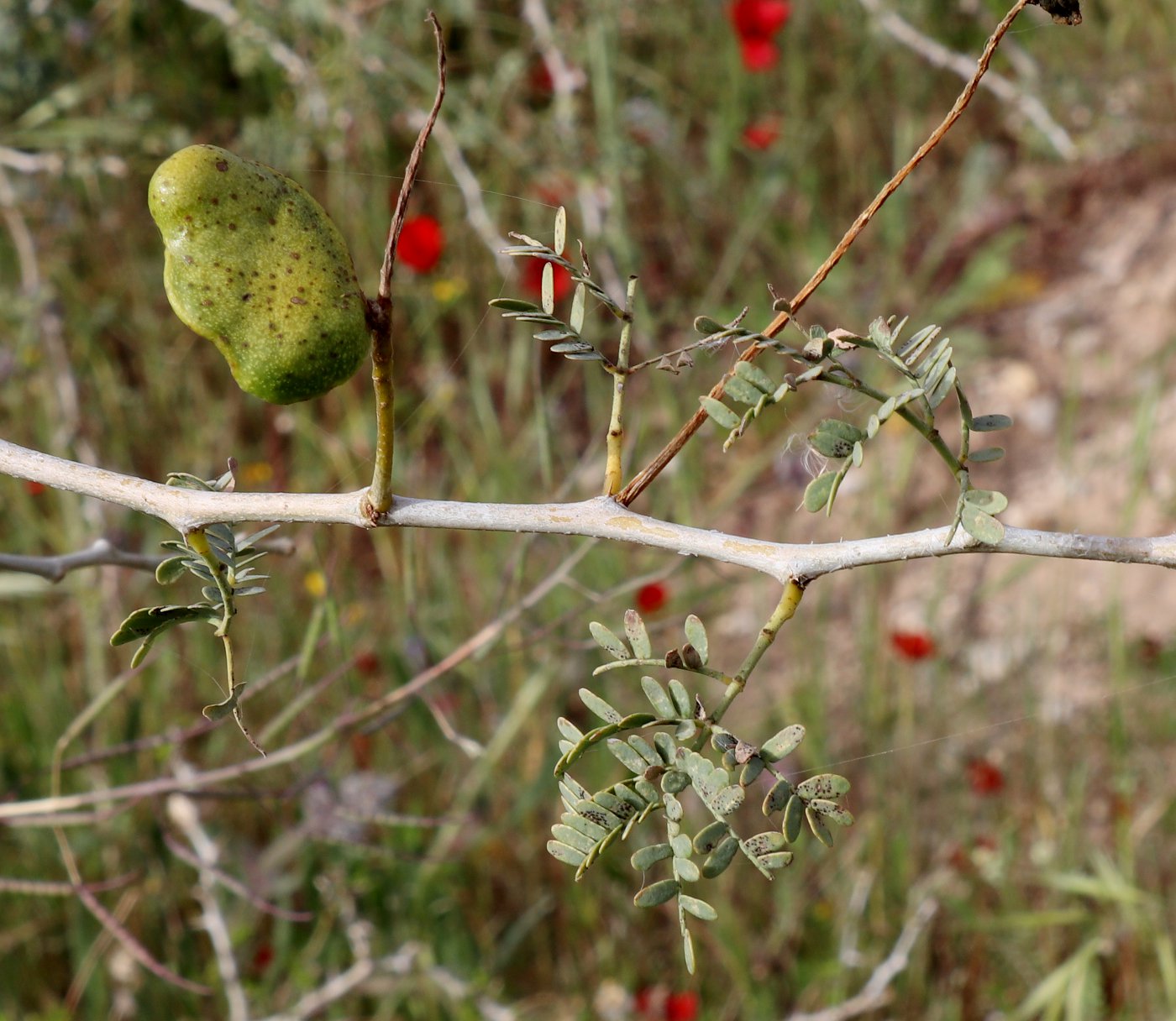 Изображение особи Faidherbia albida.