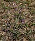 Centaurea diffusa. Цветущее растение (розовоцветковая форма). Восточный Казахстан, г. Усть-Каменогорск, восточные окр., Лесхоз, склон сопки. 30.07.2017.