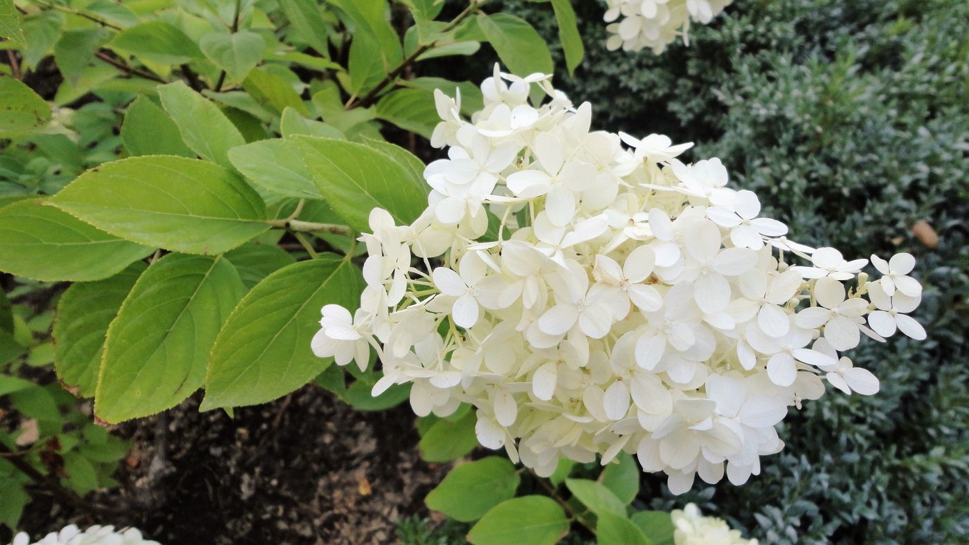 Изображение особи Hydrangea paniculata.