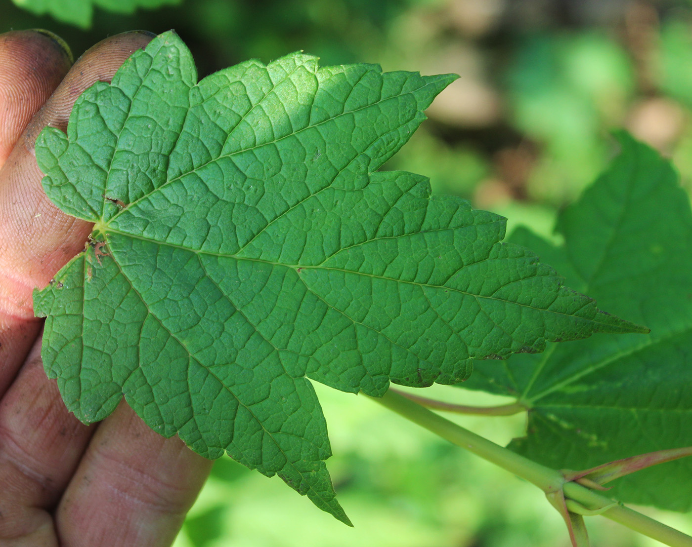 Изображение особи Acer spicatum.