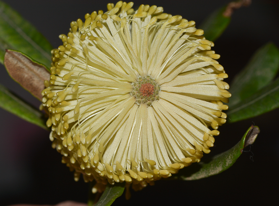 Изображение особи Banksia integrifolia.