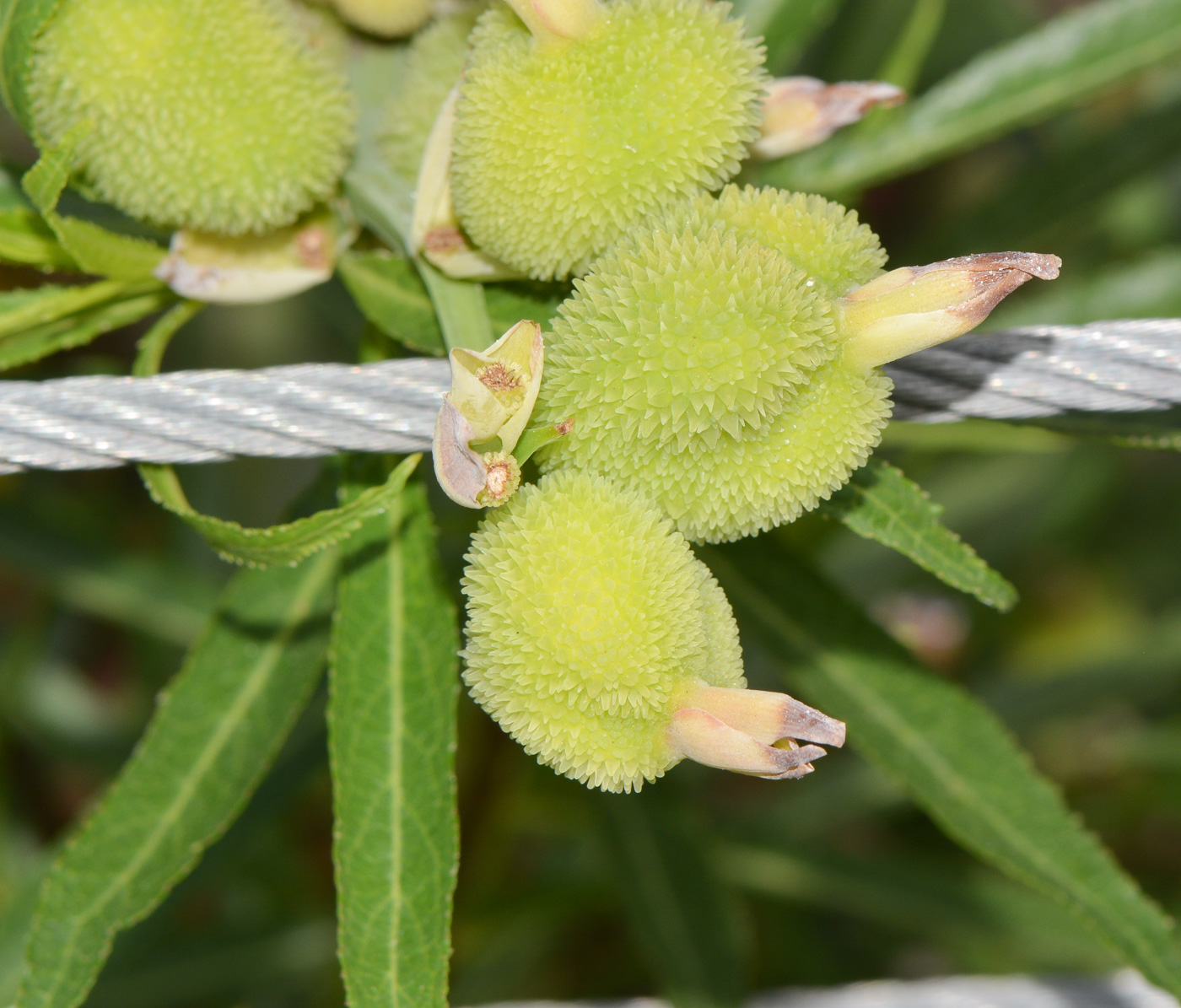 Image of Canna flaccida specimen.