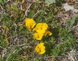 Chamaecytisus wulffii