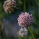 Allium lusitanicum