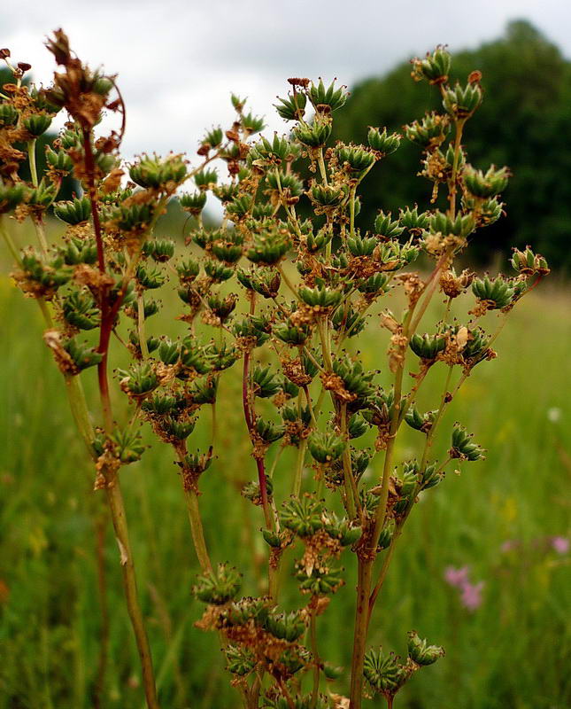 Изображение особи Filipendula vulgaris.