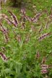 Mentha spicata