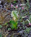 Lagotis integrifolia