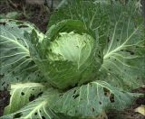 Brassica oleracea var. capitata