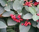 Viburnum lantana