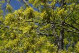 Quercus rubra. Ветви с соцветиями. Санкт-Петербург, Московский парк Победы, в культуре. 30.05.2020.