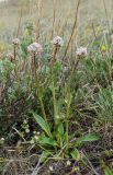 Valeriana tuberosa. Цветущее растение в сообществе с Androsace maxima и Artemisia. Челябинская обл., Троицкий р-н, Троицко-Совхозное сельское поселение, окр. пос. Белоключевка, долина р. Уй, склон прибрежного скальника, каменистая степь. 3 мая 2021 г.