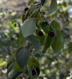 Amelanchier canadensis