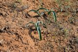 Allium caspium