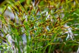 Asplenium septentrionale