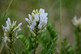 Astragalus inopinatus. Соцветия. Хакасия, Бейский р-н, окр. с. Верх-Киндирла, степной склон. 12.06.2022.