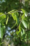 Betula pendula. Часть ветви с незрелыми соплодиями и женским соцветием. Санкт-Петербург, Кировский р-н, внутриквартальное озеленение. 20.05.2023.