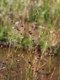 Juncus alpino-articulatus