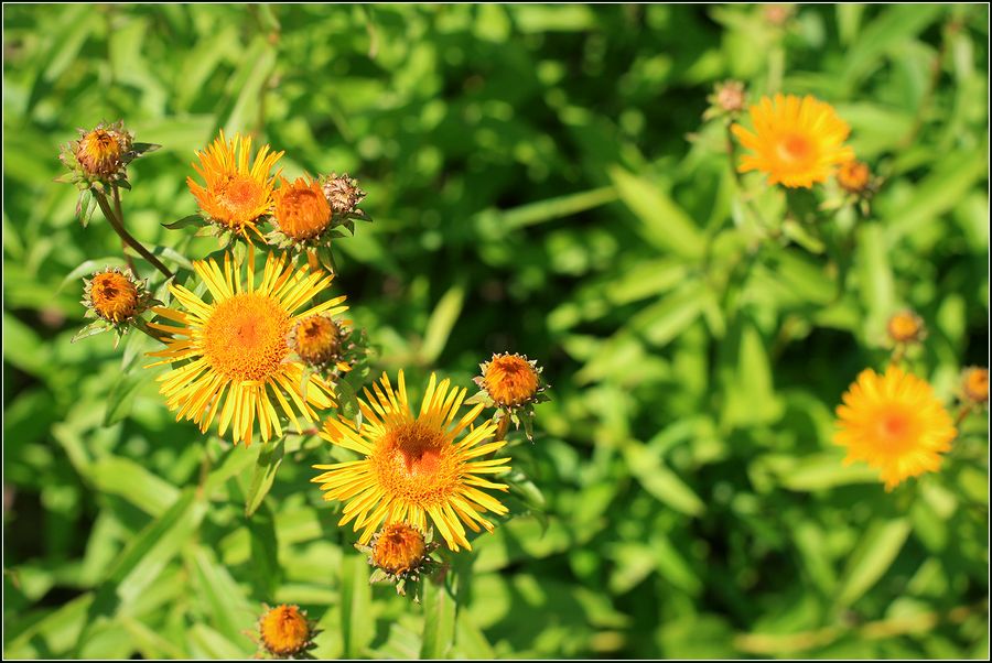 Изображение особи Inula salicina.