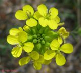 Erysimum cuspidatum