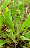 Medicago minima