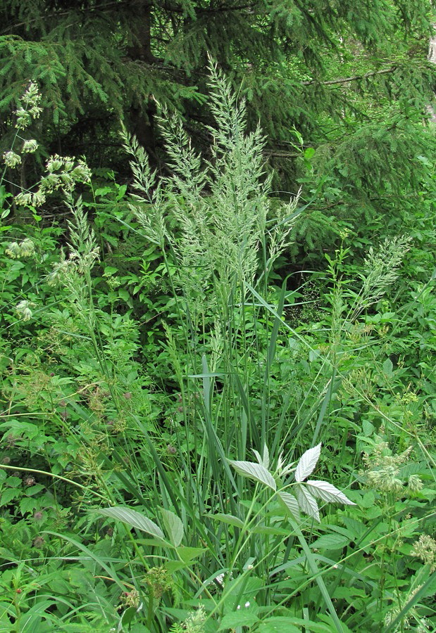 Изображение особи Calamagrostis epigeios.