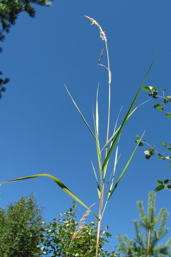 Изображение особи Calamagrostis phragmitoides.