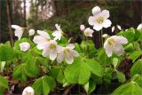 Oxalis acetosella. Цветущие растения. Ленинградская обл., Ломоносовский р-н, окр. дер. Низино. 17.05.2009.