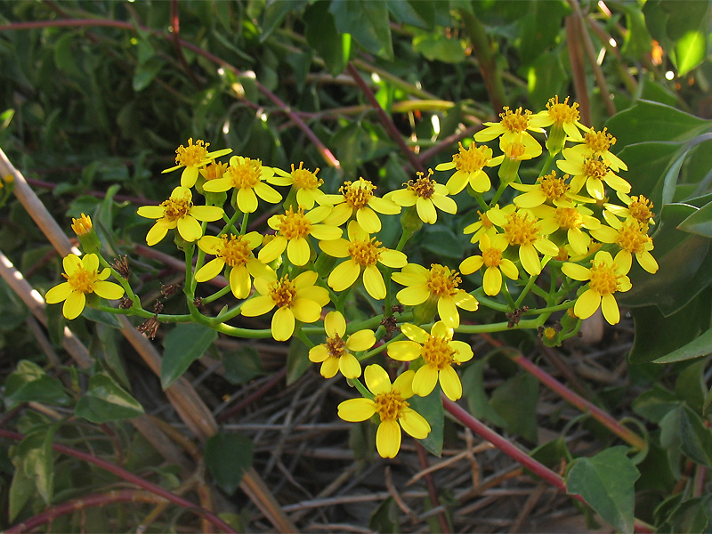 Изображение особи Senecio angulatus.