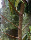 Zelkova serrata. Ветвь и побеги с покоящимися почками ('Fiekova'). Нидерланды, г. Venlo, \"Floriada 2012\". 11.09.2012.