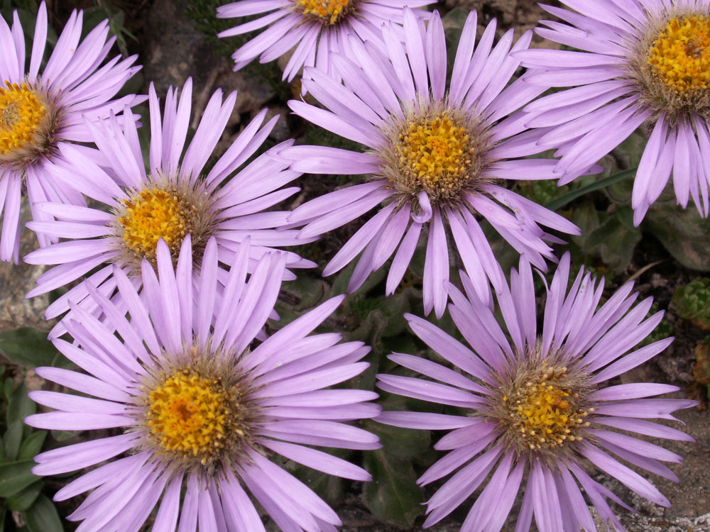 Изображение особи Erigeron heterochaeta.