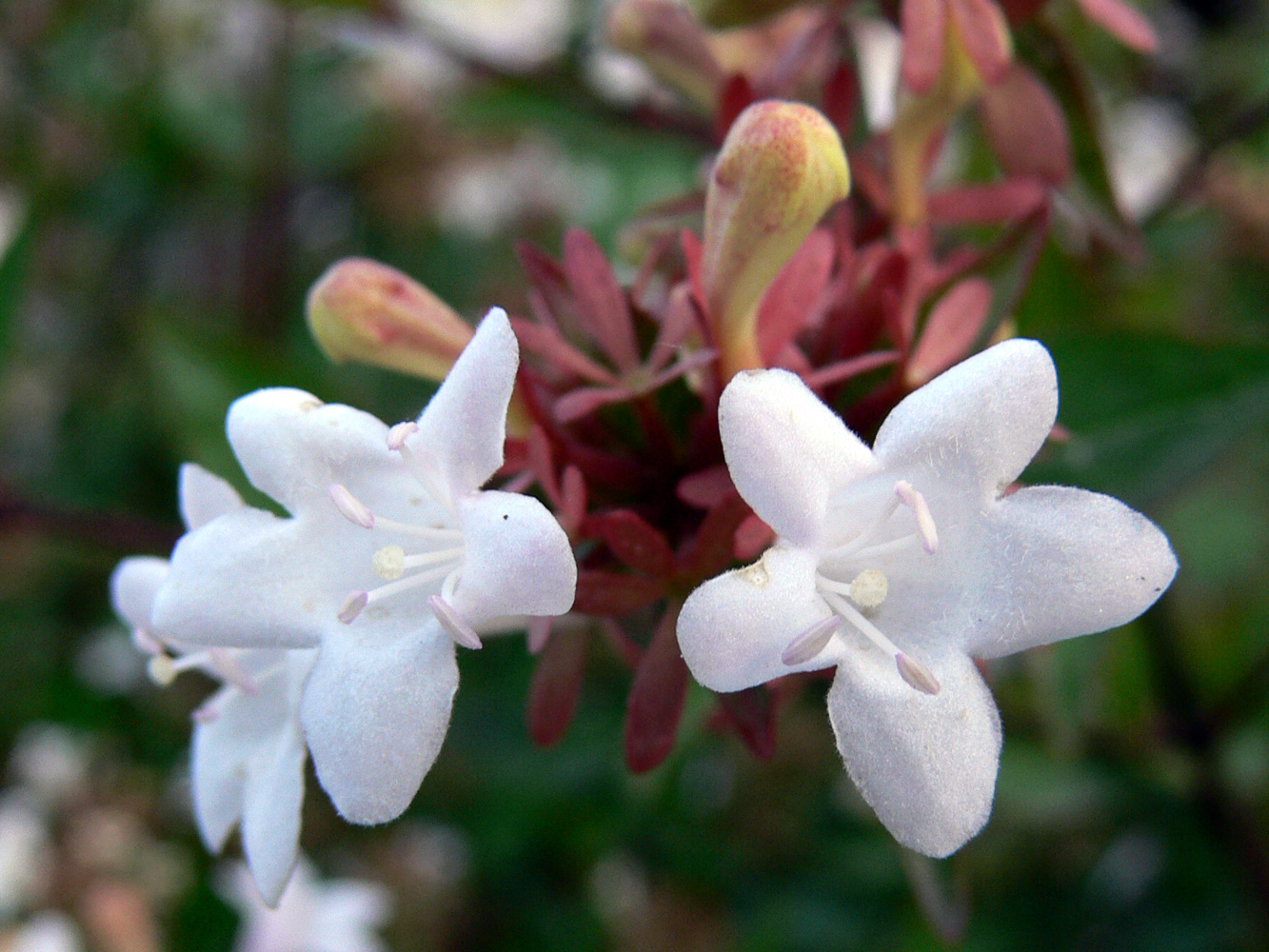 Изображение особи Abelia &times; grandiflora.