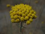 Achillea santolina