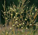 Lactuca serriola