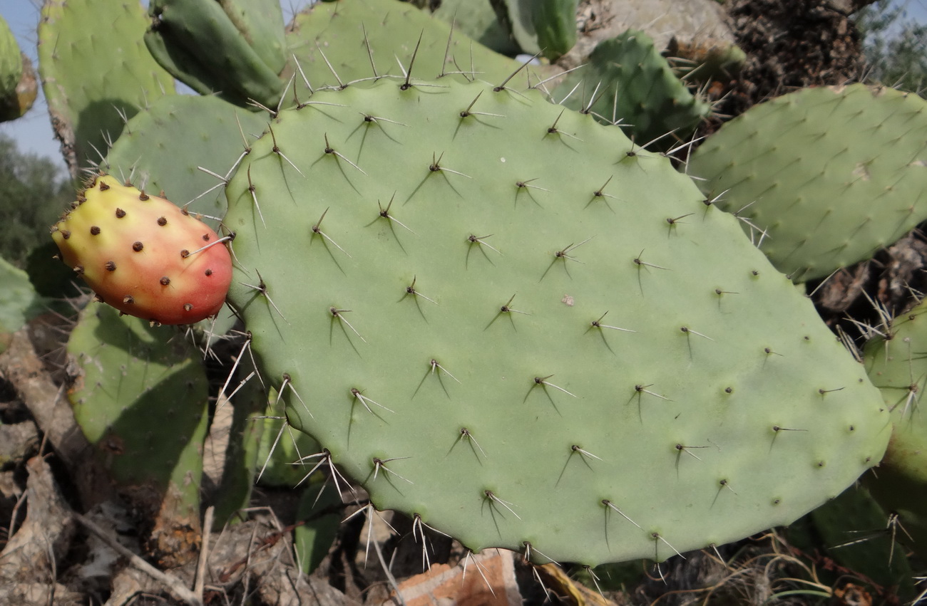 Изображение особи Opuntia ficus-indica.