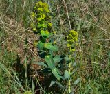 Euphorbia agraria. Цветущее растение в петрофитной степи. Севастополь, Караньское плато. 05.05.2013.