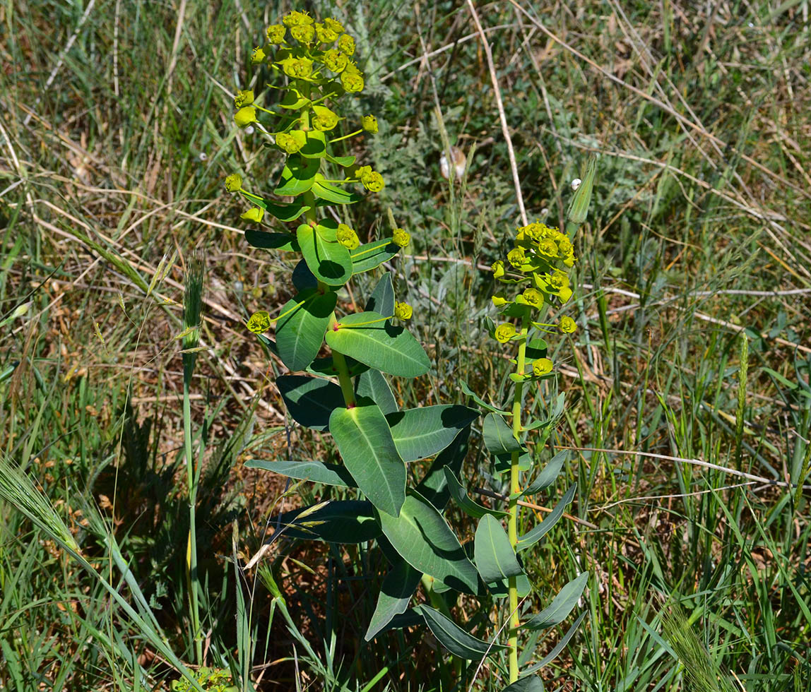 Изображение особи Euphorbia agraria.