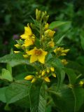 Lysimachia vulgaris. Соцветие и листья. Ярославль, Петропавловский парк. 2 июля 2013 г.