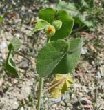 Abutilon theophrasti