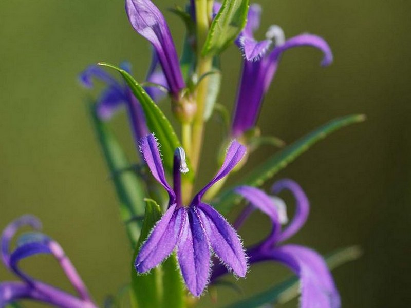 Изображение особи Lobelia sessilifolia.