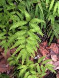 Pteris cretica