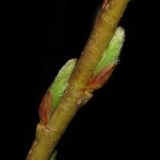 Salix triandra