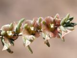 семейство Chenopodiaceae. Верхушка плодоносящего побега. Кыргызстан, Нарынская обл., левый берег р. Нарын, г. Нарын, на въезде около кафе. 24.09.2015.