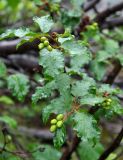 Duschekia fruticosa. Верхушка ветви с незрелыми соплодиями. Тува, Тоджинский р-н, долина р. Аржаан-Хем, ≈ 1600 м н.у.м., берег реки. 07.07.2015.