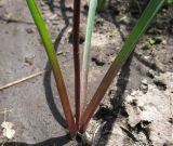 Dichelostemma ida-maia