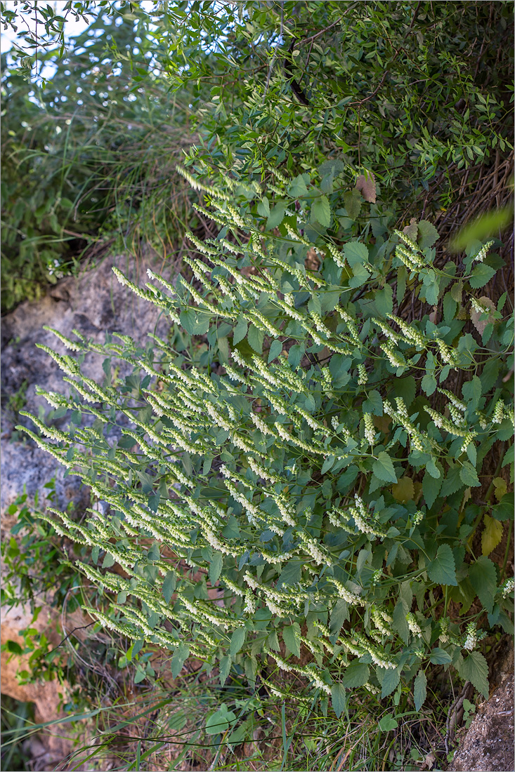 Изображение особи Scutellaria sieberi.